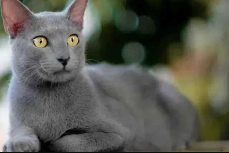 Kucing Busok: Pesona Eksotis Kucing Asli Indonesia dari Pulau Raas, Madura 11 kucing busok