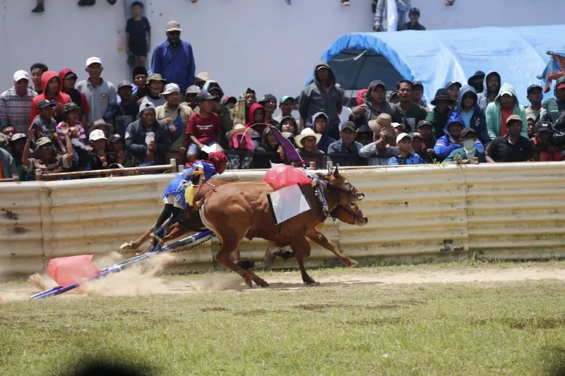 Sebanyak 24 Pasang Sapi Terbaik Berlaga di Karapan Sapi Piala Presiden 2025
